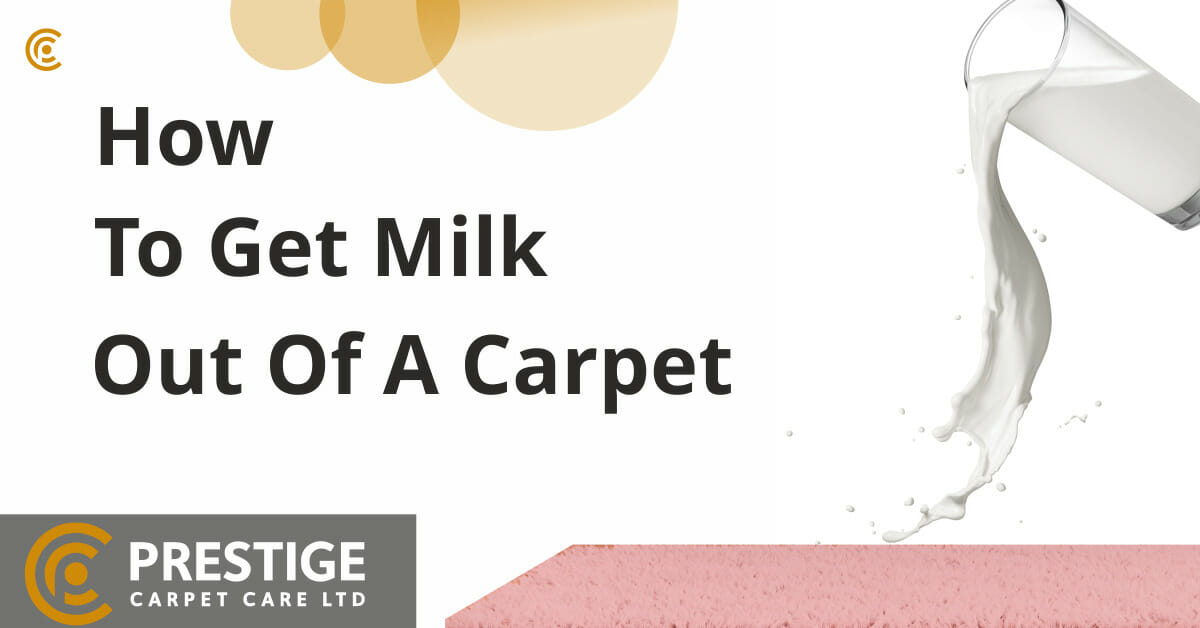 How to get milk out of carpet